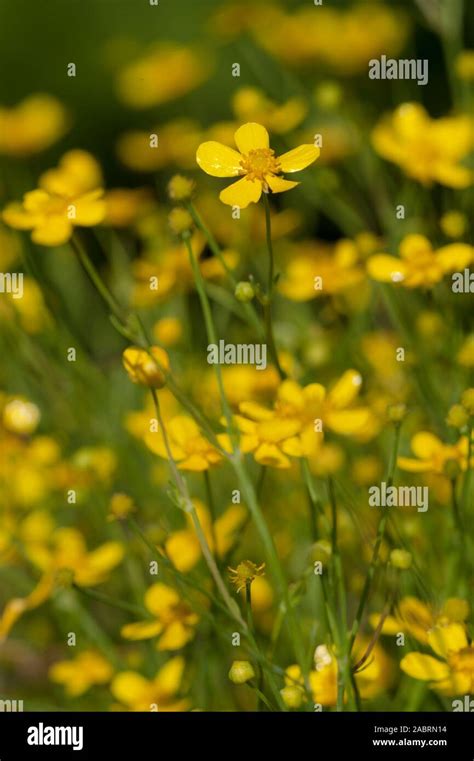 Ranunculus Flammulabrennender Hahnenfusslesser Spearwort Stock Photo