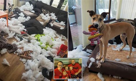 Dog Destroys Sofa At Home In Wakefieldwest Yorkshire Daily Mail Online