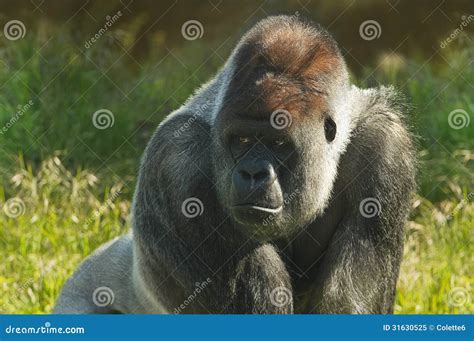 Silverback gorilla stock image. Image of tribus, endangered - 31630525