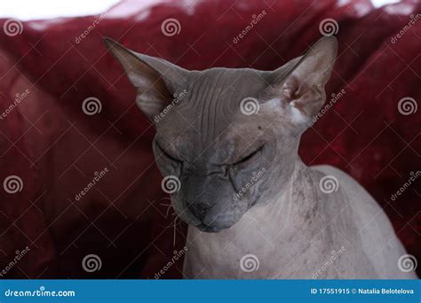 Egyptian Donskoy Bald Sphinx Cat Stock Image Image Of Gray Donskoy