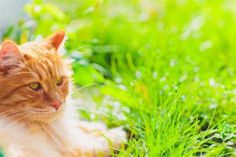 Gato De Ojos Verdes Rojo Que Descansa Sobre La Hierba Verde Foto Premium