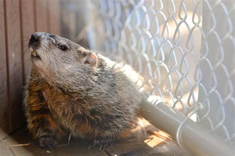 Wv Wildlife Center Announces Groundhog Day Activity Schedule