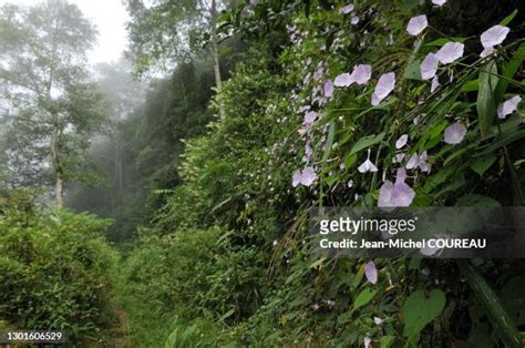 Shivapuri National Park Photos and Premium High Res Pictures - Getty Images