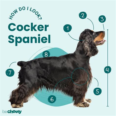 Cocker Spaniel Breed Characteristics Care And Photos Bechewy