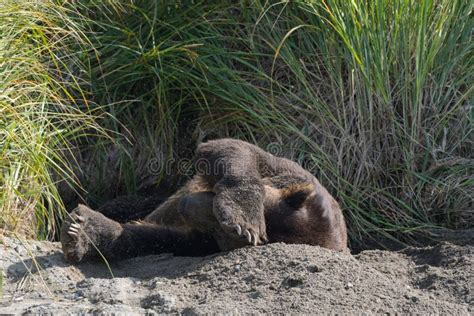 A Deep Sleeping Grizzly Bear on the Coast of Katmai Stock Image - Image ...