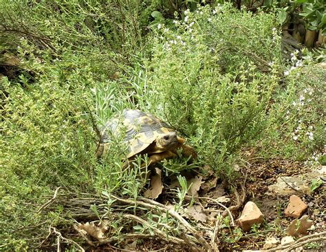 Thym Commun D Lices De Tortues