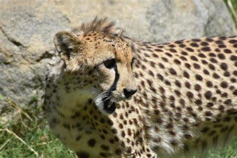 Cheetah Spots Stock Photos, Images and Backgrounds for Free Download