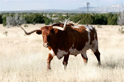 New Mexico Cows