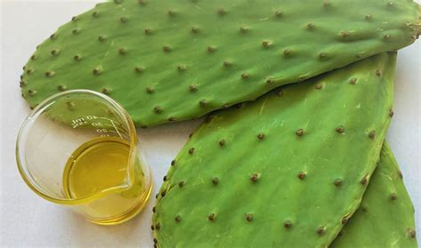 Organic Prickly Pear Seed Oil オーガニックウチワサボテンシードオイル INCI Opuntia