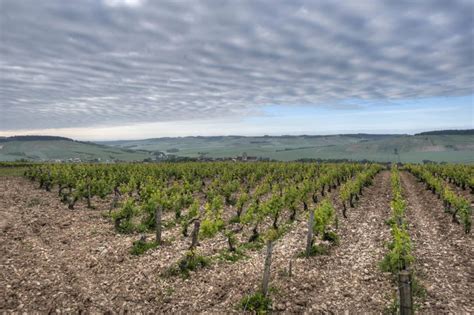 La vigne à Saint Bris Mairie de Saint Bris le Vineux