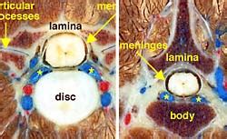 Lab 2 Spinal Cord Gross Anatomy