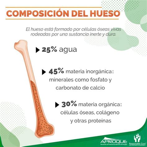 composición orgánica de los huesos Brainly lat