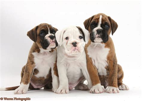 Cute White Boxer Puppies