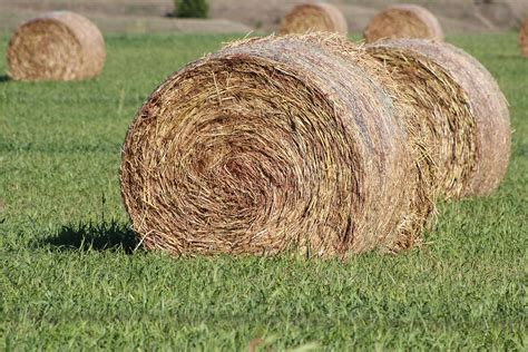 Burning Your Bottom Line How Hot Hay Changes Forage Quality The