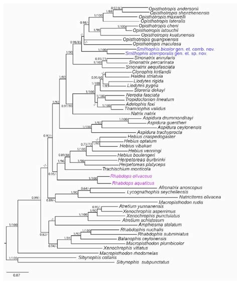 Bayesian Tree Showing Phylogenetic Relationships Of Smithophis Gen