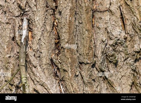 Treecreeper Certhia Familiaris Nest Uk Stock Photo Alamy