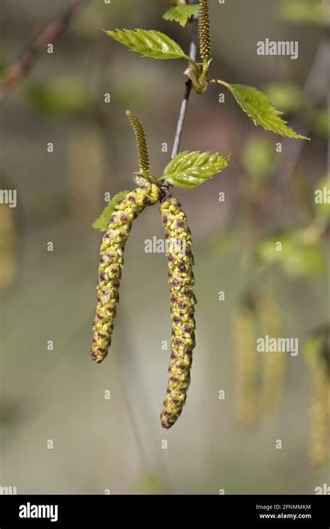 Silver Birch Leaves Male Catkins Betula Pendula Hi Res Stock