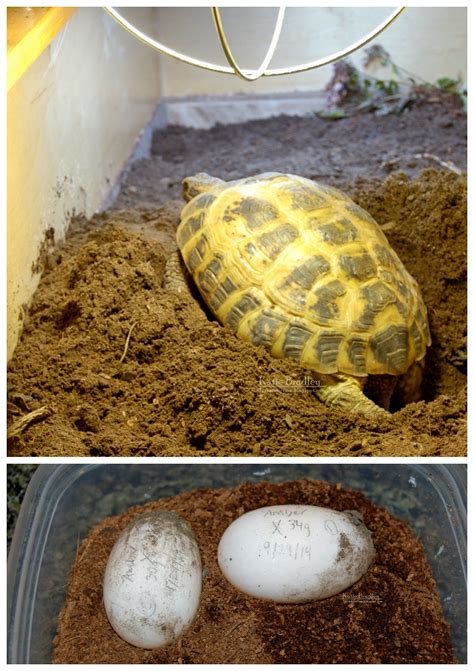 More Russian Tortoise eggies! | Tortoise Forum