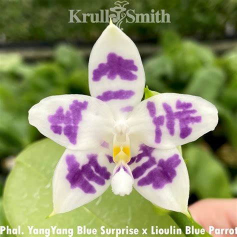 Krull Smith Phalaenopsis