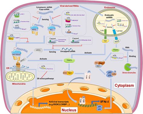 Frontiers The Emerging Role Of Rna Modifications In The Regulation Of