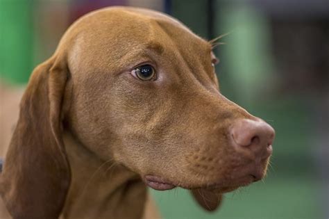 Vizsla Dog Breed Information And Pictures