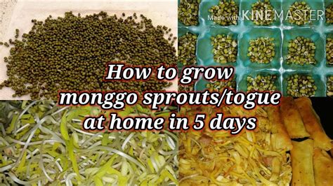 How To Grow Monggo Sprouts Togue At Home In Days Super Easy Youtube