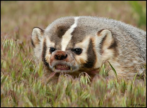 badger page
