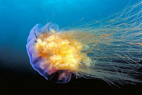 Lions Mane Jellyfish Untamed Science