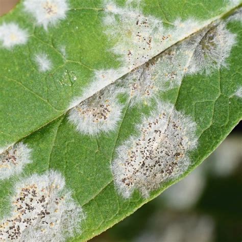 Apple Tree Diseases What You Must Watch Out For