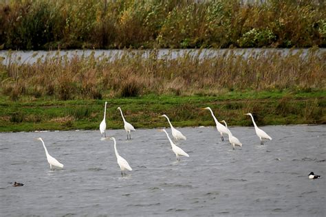 Vroege Vogels Foto Vogels Grote Zilverreiger