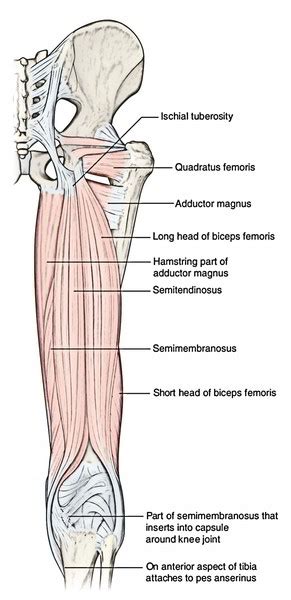 Easy Notes On 【posterior Compartment Of Thigh】learn In Just 3 Mins