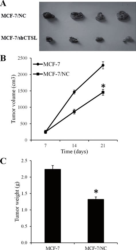 Knockdown Of Ctsl In The Mcf Cells Retards Tumorigenicity In Nude