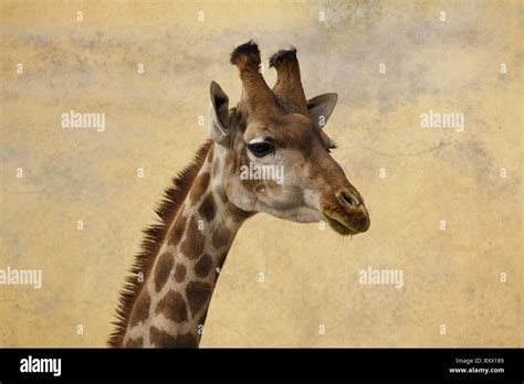 Angolan Giraffe Giraffa Camelopardalis Angolensis Also Known As