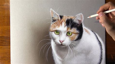 Calico Cat Drawing YouTube