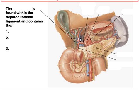 Hepatoduodenal Ligament Cross Section