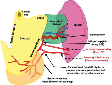 Splenic Artery Diagram