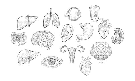 Premium Vector Human Organ Handdrawn Collection