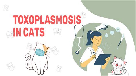 Toxoplasmosis In Cats - Petmoo