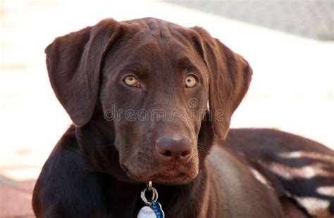 Perrito De Labrador Del Chocolate Foto De Archivo Imagen De Relajante