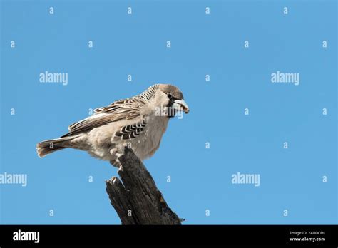 Sociable Weaver Philetairus Socius Perching This Small African Bird