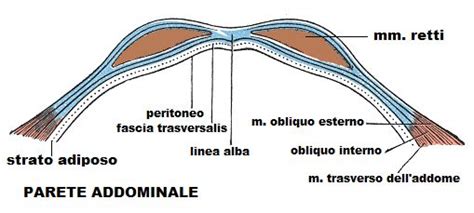 Anatomia Della Parete Addominale Fertilitycenter Anatom A