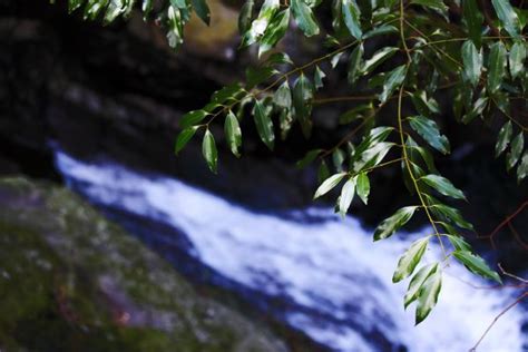 Free Images Tree Nature Forest Waterfall Branch Sun Sunlight Rain Leaf Flower Green