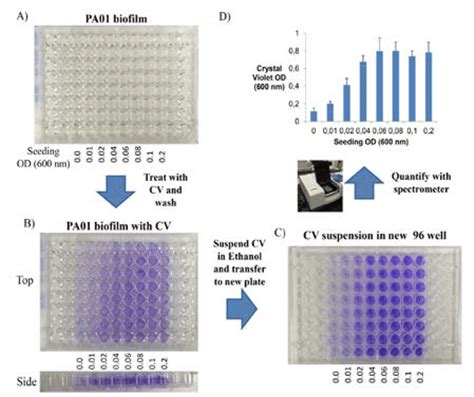 Schematic Crystal Violet Assay On Biofilms In A Microtiter Plate Download Scientific Diagram