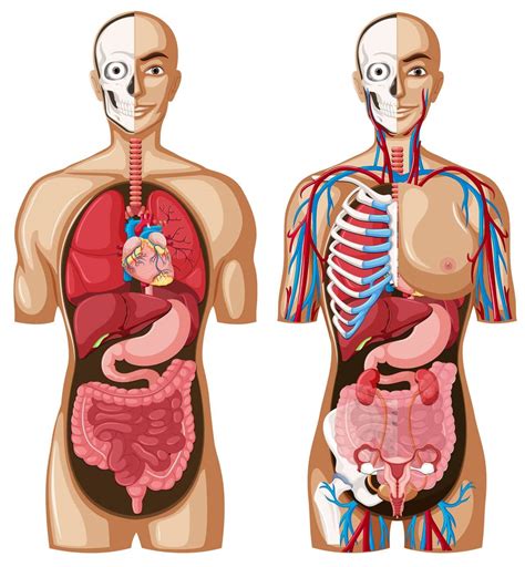 Diagrama Del Cuerpo Humano