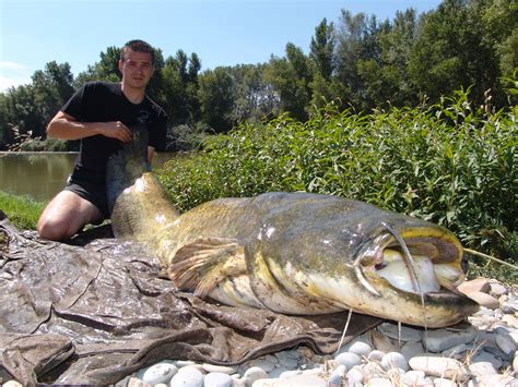 WALLER - Wels Fisch, Welse, Wallerangeln, Welsangeln, Angeln auf Wels