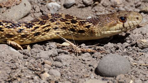 Pacific Gopher Snake From Lighthouse Field Santa Cruz CA USA On July