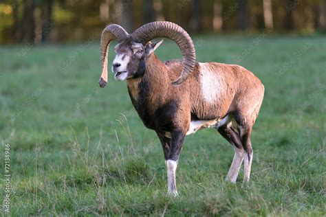 Mufflon Mouflon Ovis Orientalis Stock Photo Adobe Stock