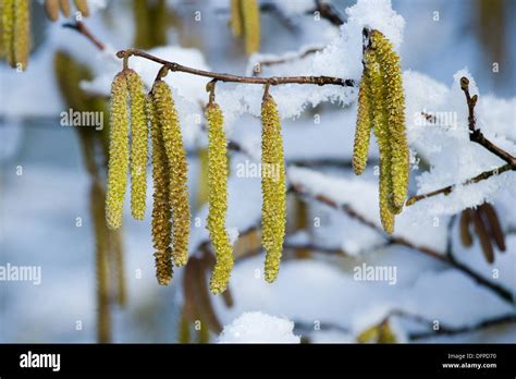 Common Hazel Corylus Avellana Stock Photo Alamy