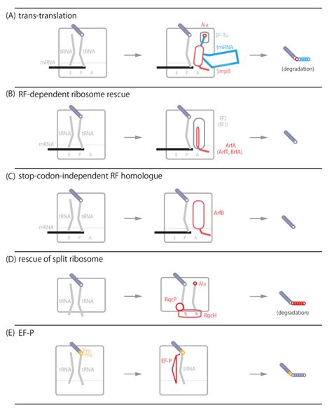 Microorganisms Free Full Text Bacterial Ribosome Rescue Systems