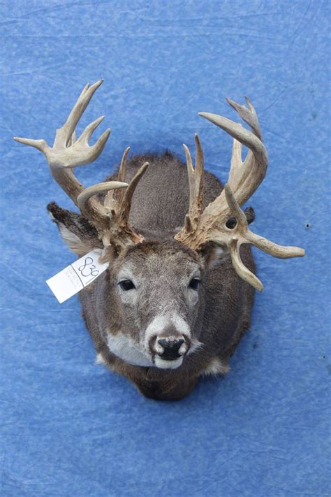 Best Images About Whitetail Mounts On Pinterest Horns Deer